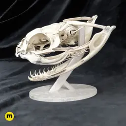 Gaboon Viper Snake Skull (Bitis gabonica) 3d model