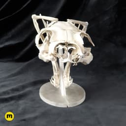 Gaboon Viper Snake Skull (Bitis gabonica) 3d model