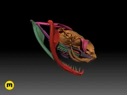 Gaboon Viper Snake Skull (Bitis gabonica) 3d model