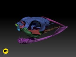 Gaboon Viper Snake Skull (Bitis gabonica) 3d model