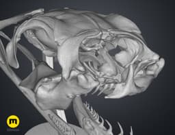 Gaboon Viper Snake Skull (Bitis gabonica) 3d model