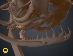 Gaboon Viper Snake Skull (Bitis gabonica) 3d model