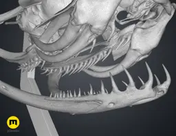 Gaboon Viper Snake Skull (Bitis gabonica) 3d model