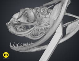 Gaboon Viper Snake Skull (Bitis gabonica) 3d model