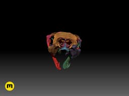 Gaboon Viper Snake Skull (Bitis gabonica) 3d model