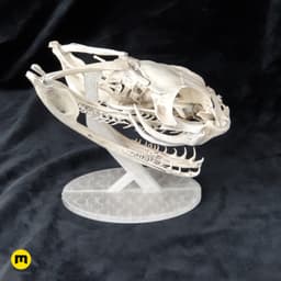 Gaboon Viper Snake Skull (Bitis gabonica) 3d model