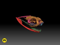 Gaboon Viper Snake Skull (Bitis gabonica) 3d model