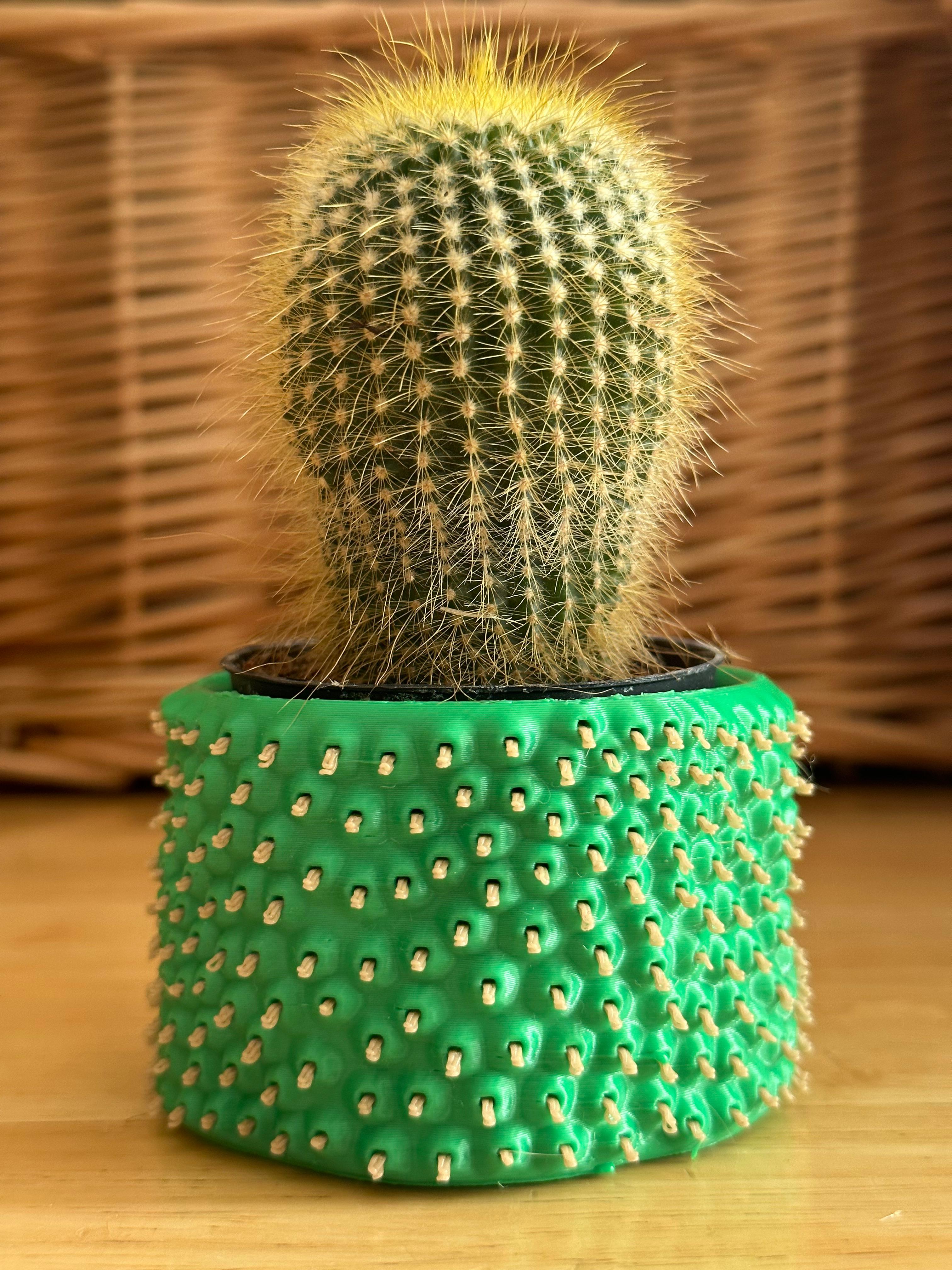 Cactus Container 3d model