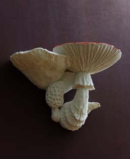 Mushroom dragon and shelf 3d model