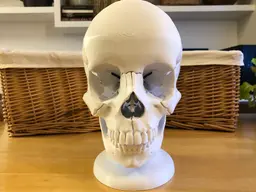 Full Size Anatomically-Correct 18-Piece Magnetic Human Skull Model 3d model