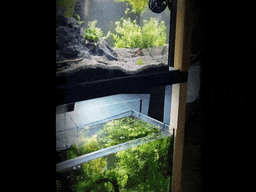 Betta Cave Sphere | Modern Floating, Mounted & Free Placement Aquarium Fish Resting Cave 3d model