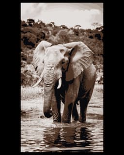 African landscape and the presence of an Elephant - Hueforge art 3d model