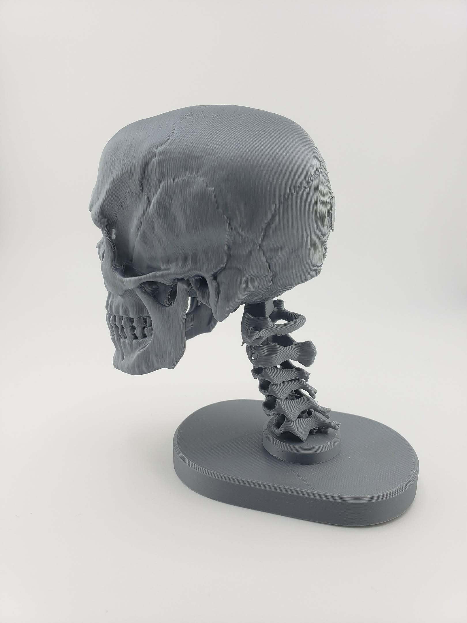 Skull Anatomy 3d model