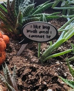 Plant Speech Balloon - I like Big Buds and I cannot lie! 3d model