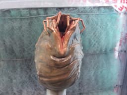 facehugger egg , alien 3d model