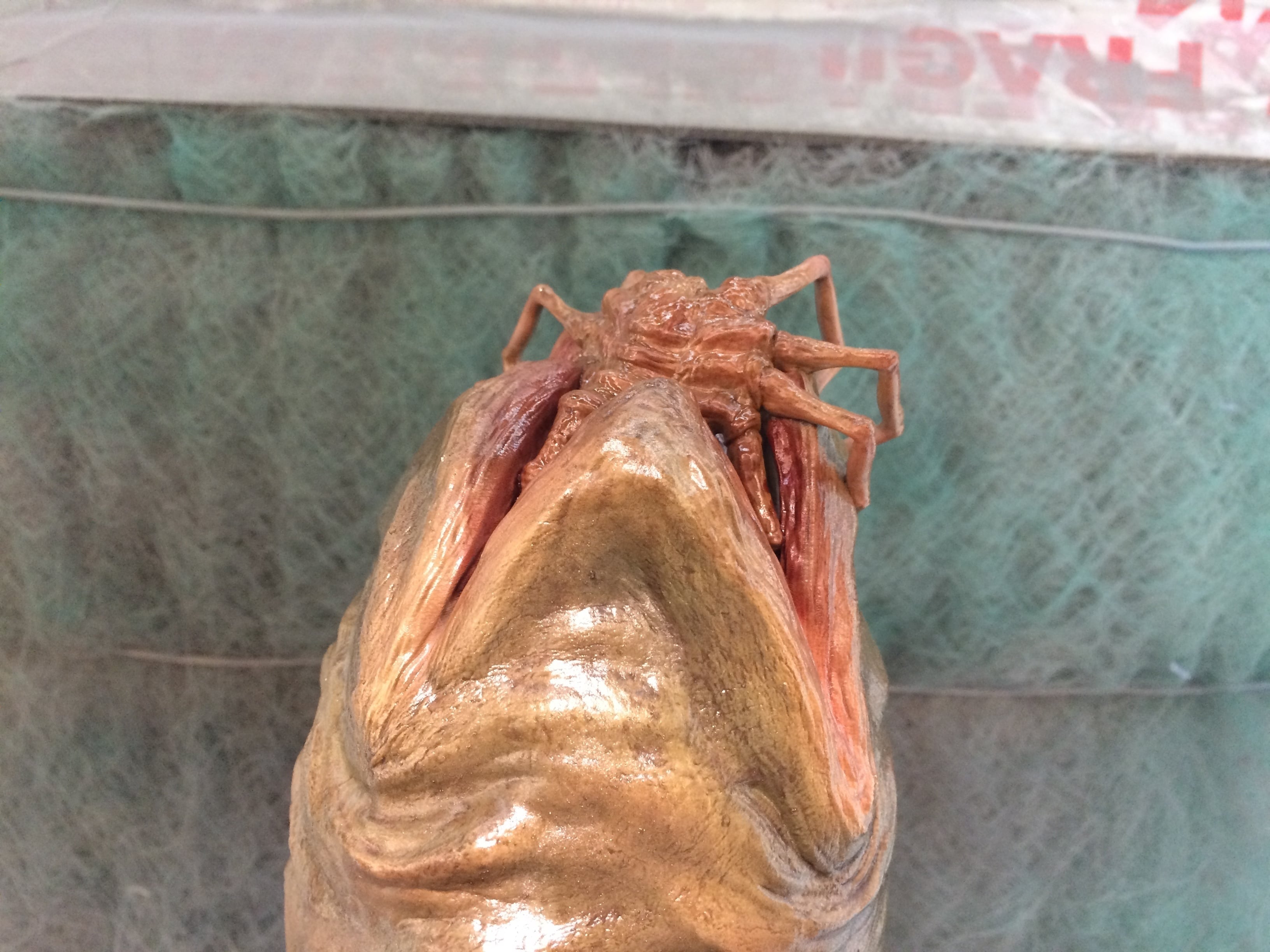 facehugger egg , alien 3d model