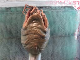 facehugger egg , alien 3d model