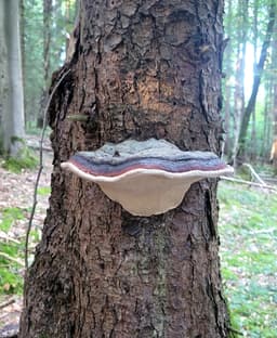 Mushroom shelf “Formitopsis Pinicula” II 3d model