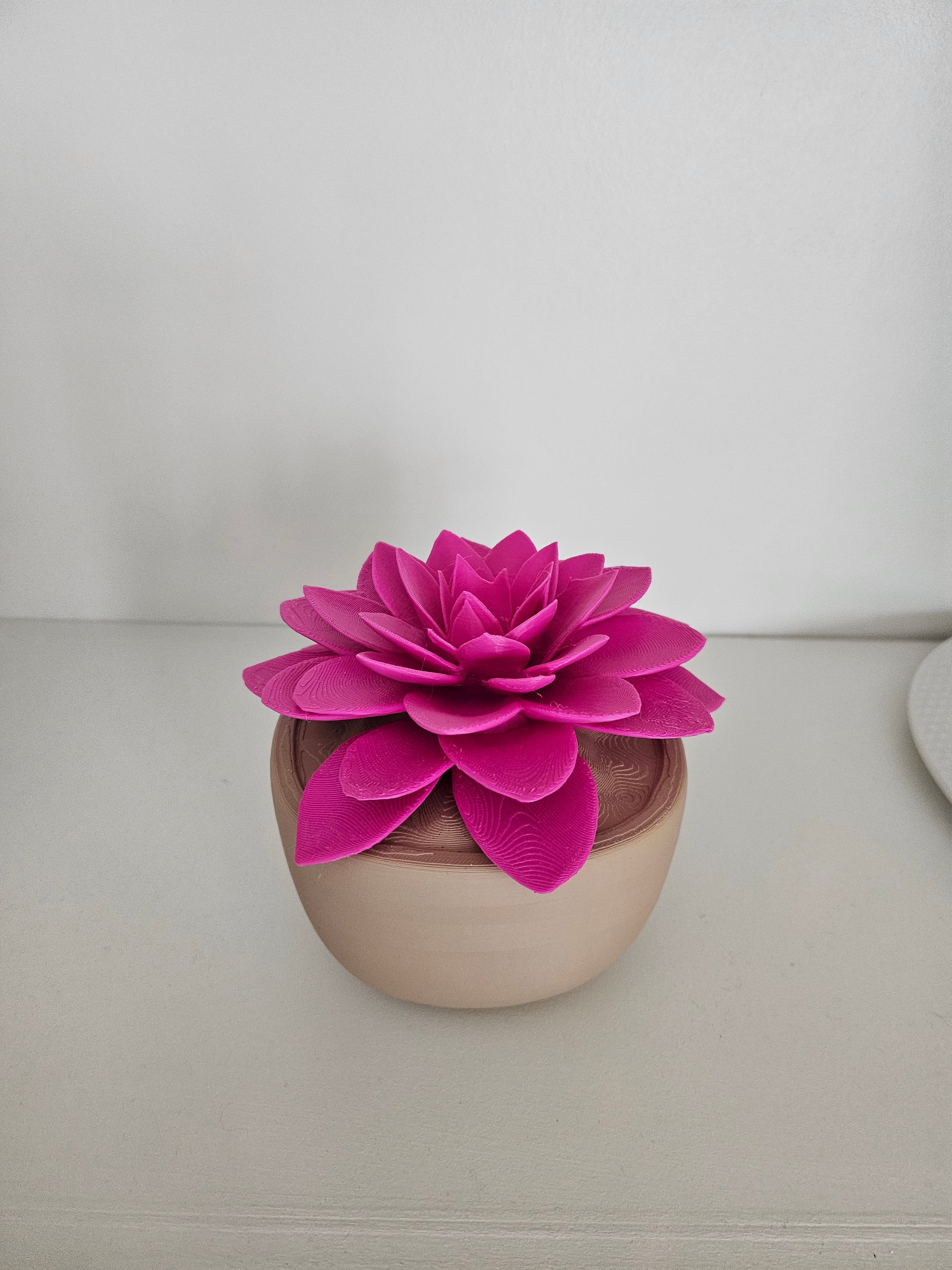 Sempervivum "Kip" 3d model