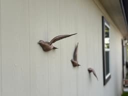 Birds in Flight: Three beautiful wall-mounted bird sculptures 3d model