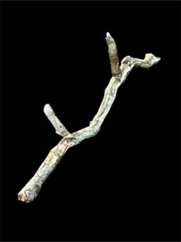 Hunt Showdow Stick 3d model
