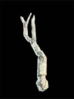 Hunt Showdow Stick 3d model