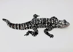 Flexi Argentine Black and White Tegu 3d model