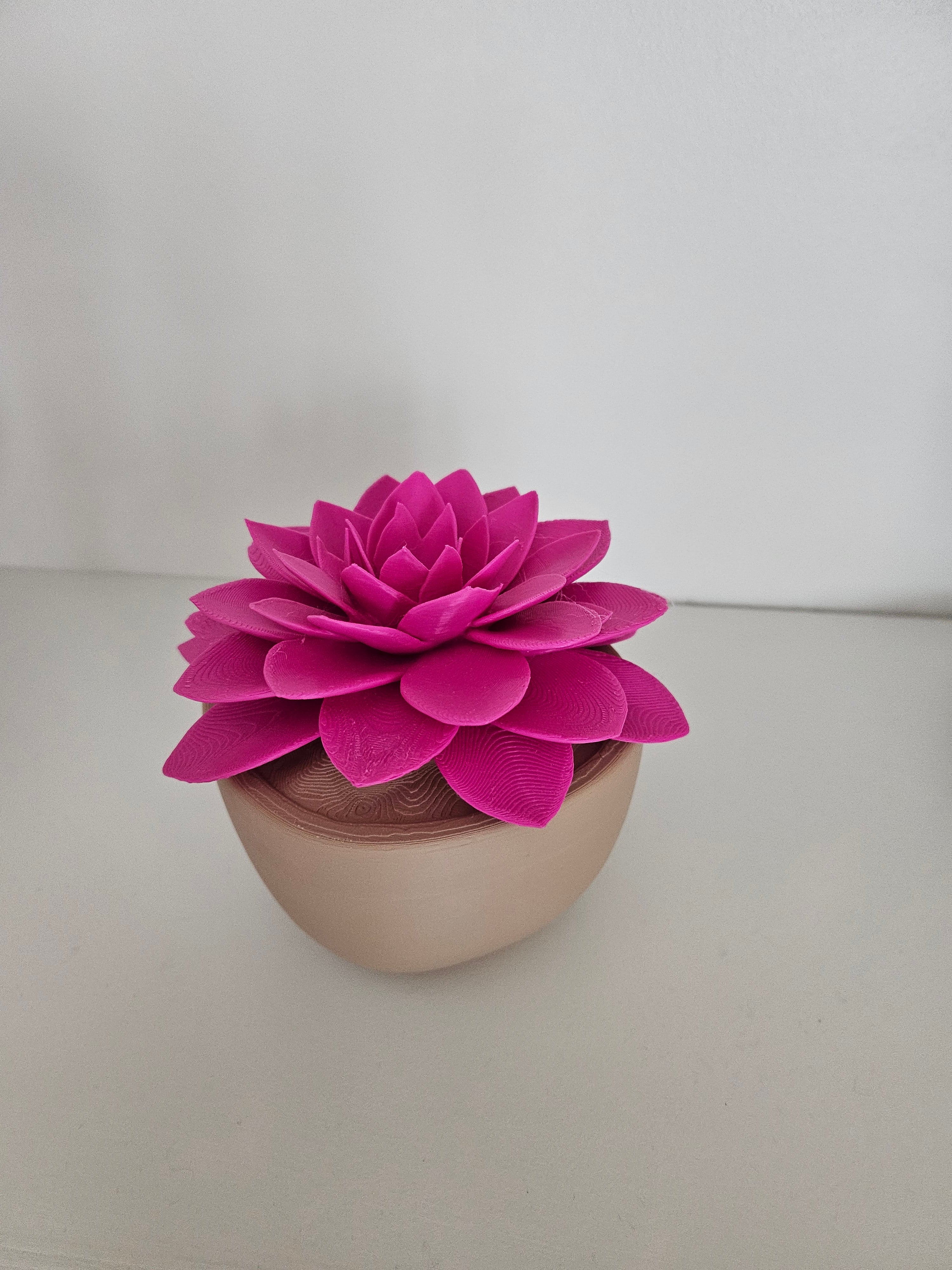 Sempervivum "Kip" 3d model