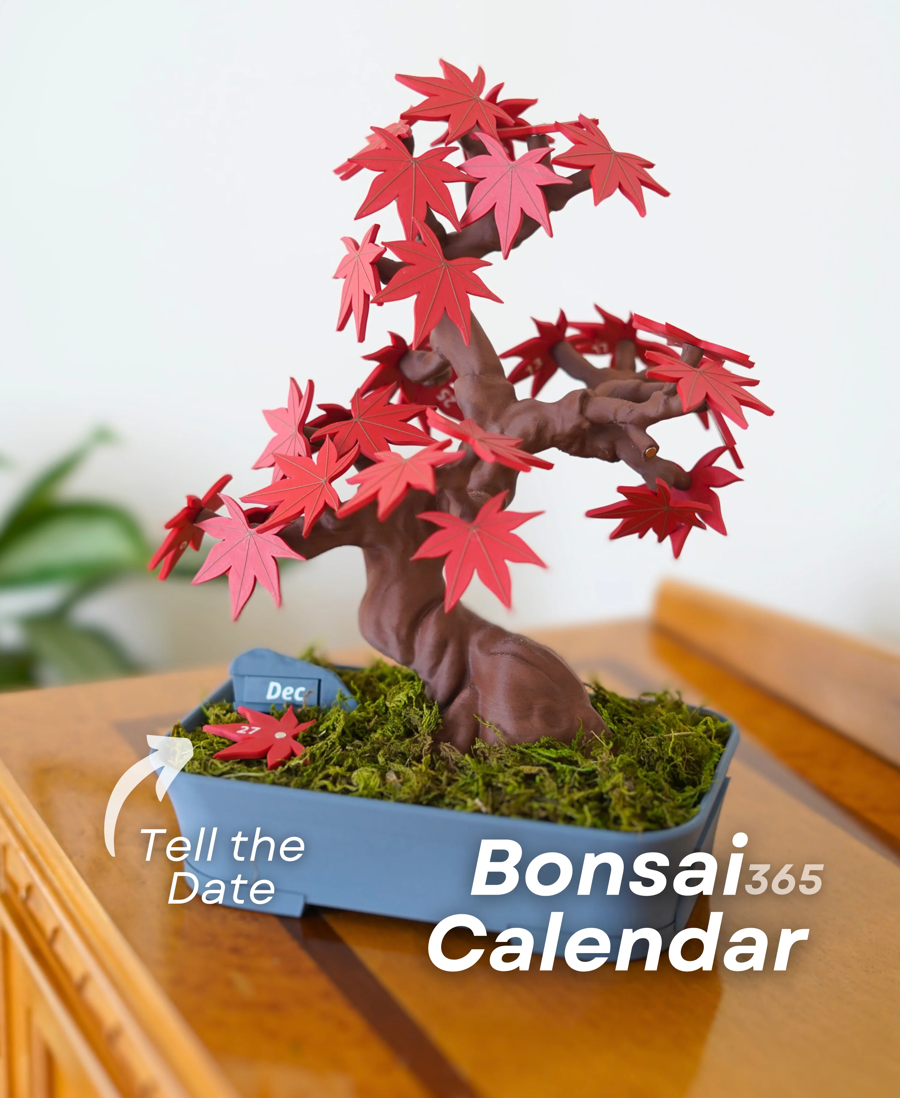 Bonsai 365 Tree Calendar - Japanese Maple Calendar for your Desk 3d model