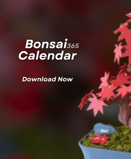 Bonsai 365 Tree Calendar - Japanese Maple Calendar for your Desk 3d model