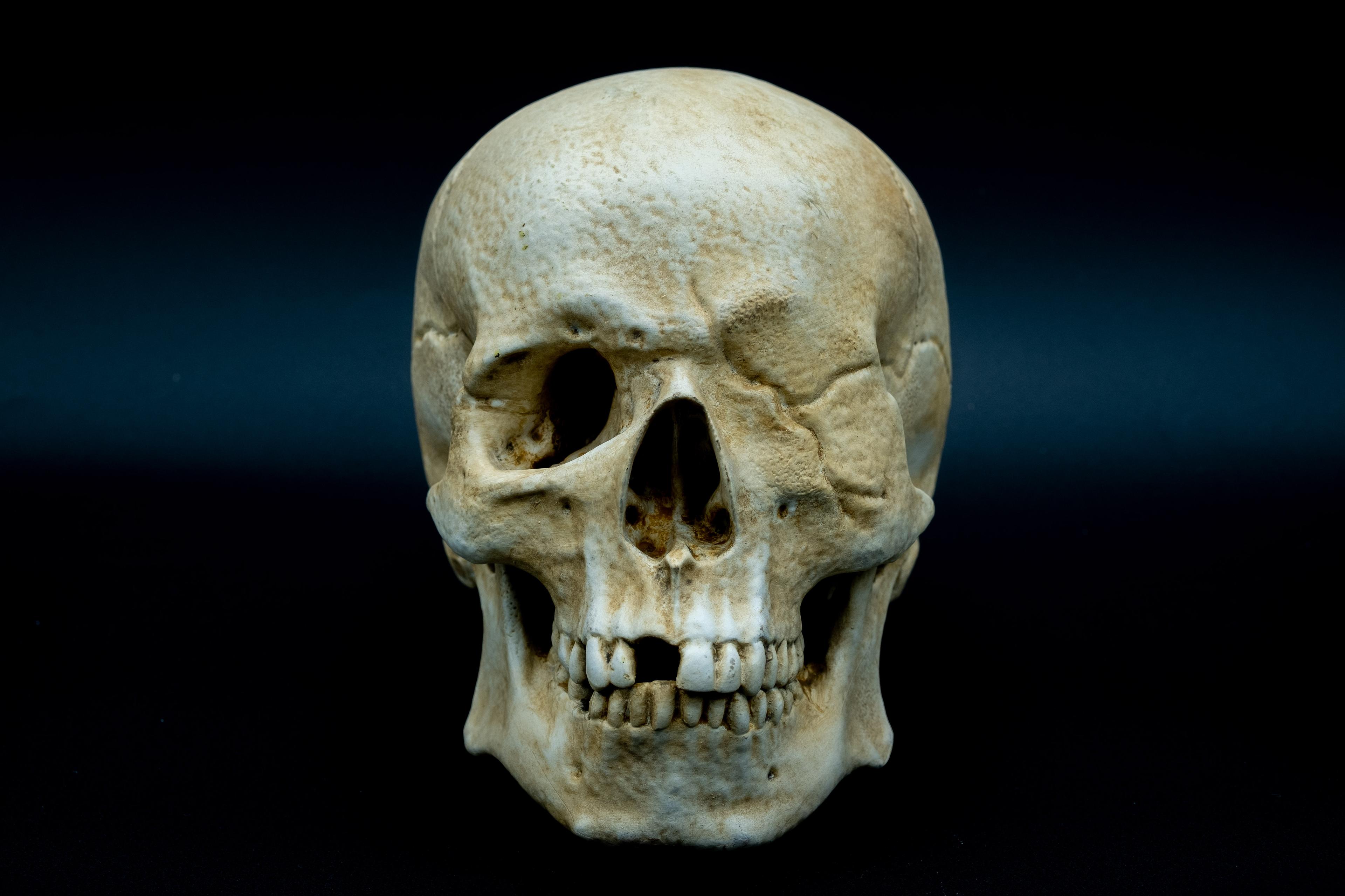 One-Eyed Willy Skull from Goonies 3d model