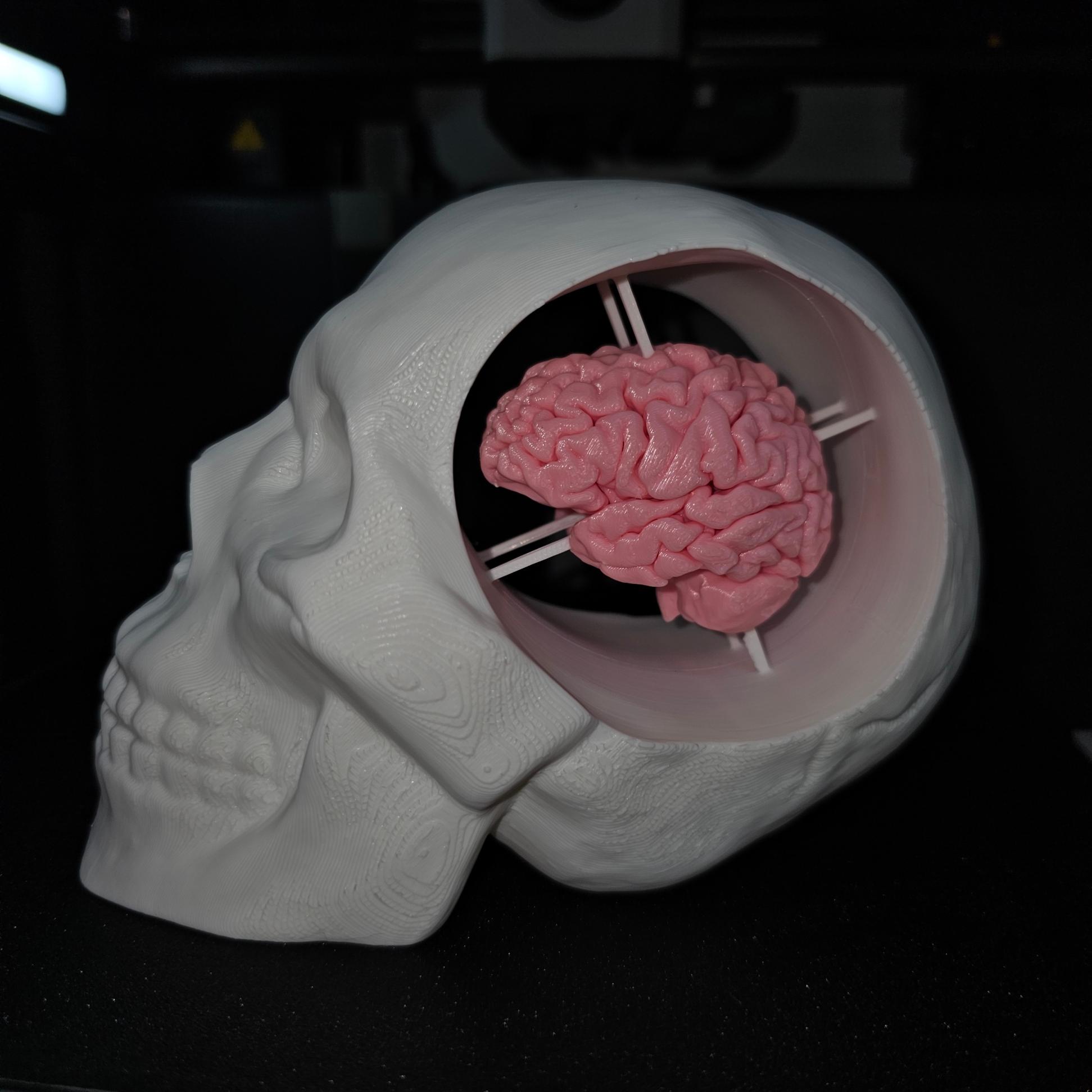 Skull with Brain 3d model