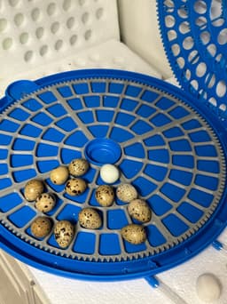 Jumbo Quail Egg Tray – Fits Large Circular Incubator (see picture for incubator model)) 3d model