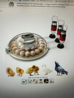 Jumbo Quail Egg Tray – Fits Large Circular Incubator (see picture for incubator model)) 3d model