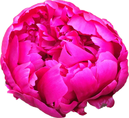 HueForge - Pink Peony 3d model