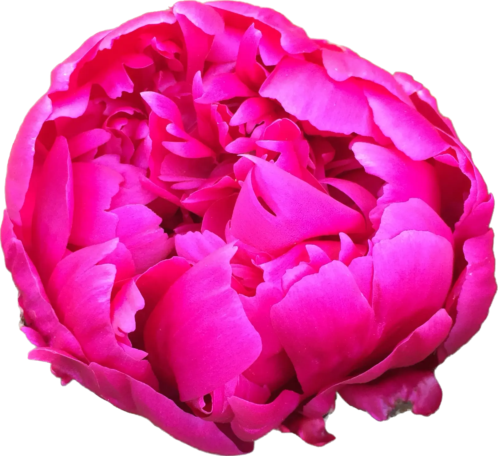 HueForge - Pink Peony 3d model