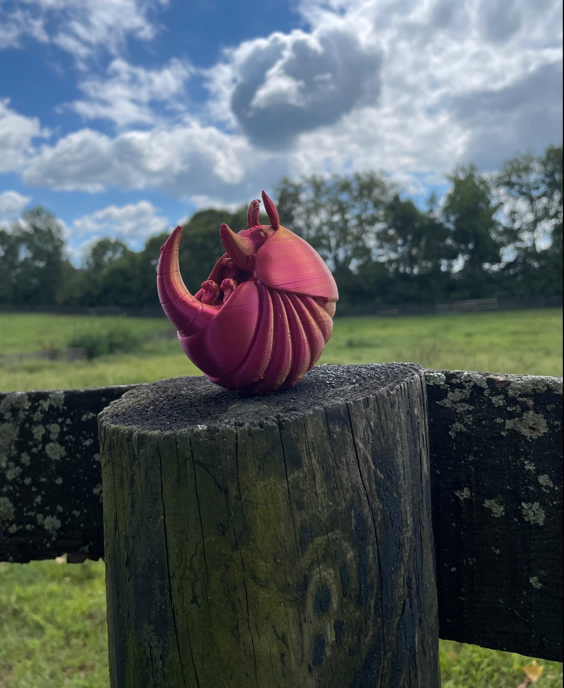 Cute Armadillo