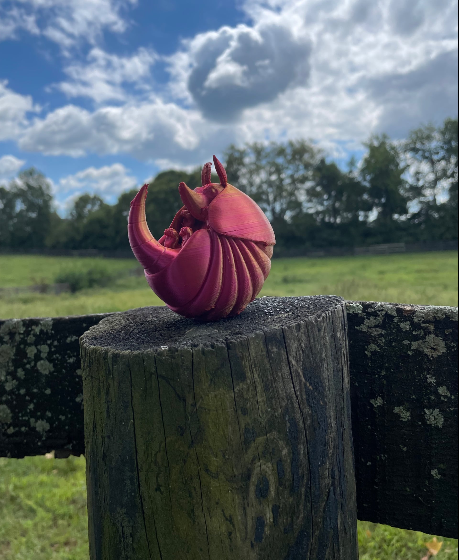 Cute Armadillo