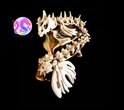 Skull Dragon Adult, Medium and Baby (Personal Use) 3d model