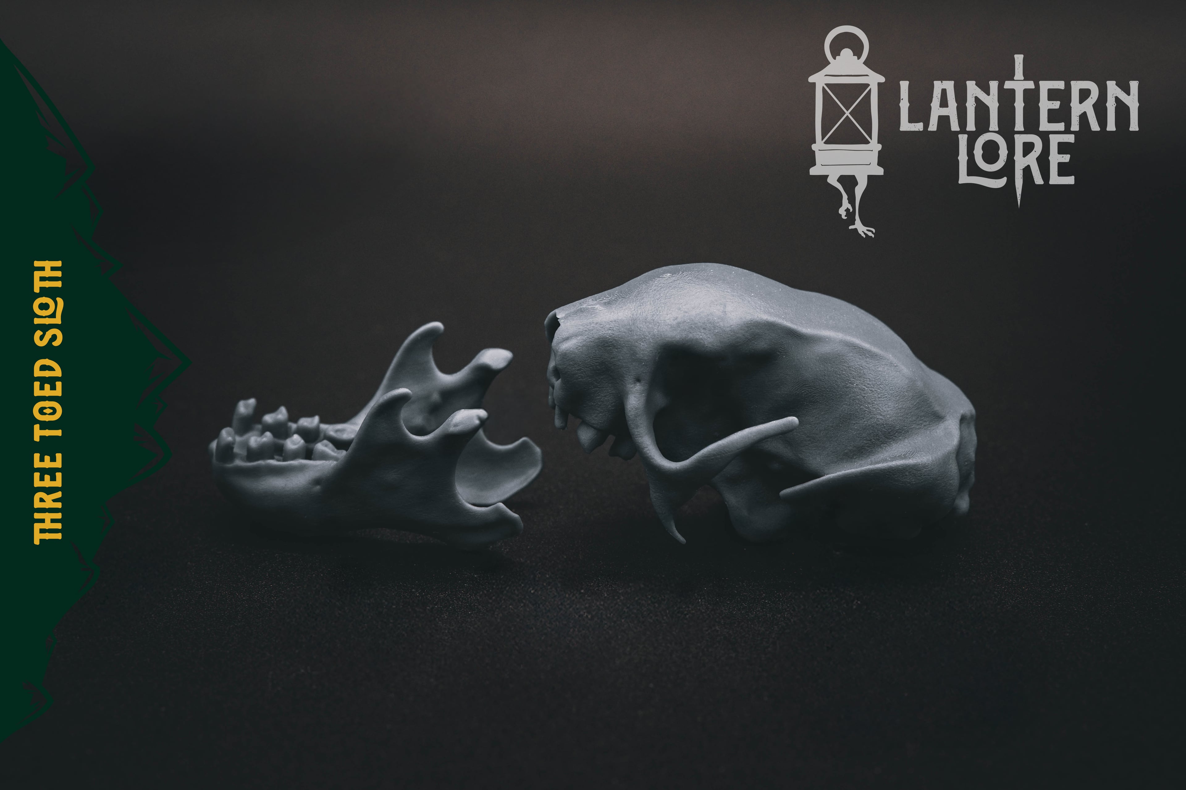Three Toed Sloth Skull (Pre Supported) 3d model