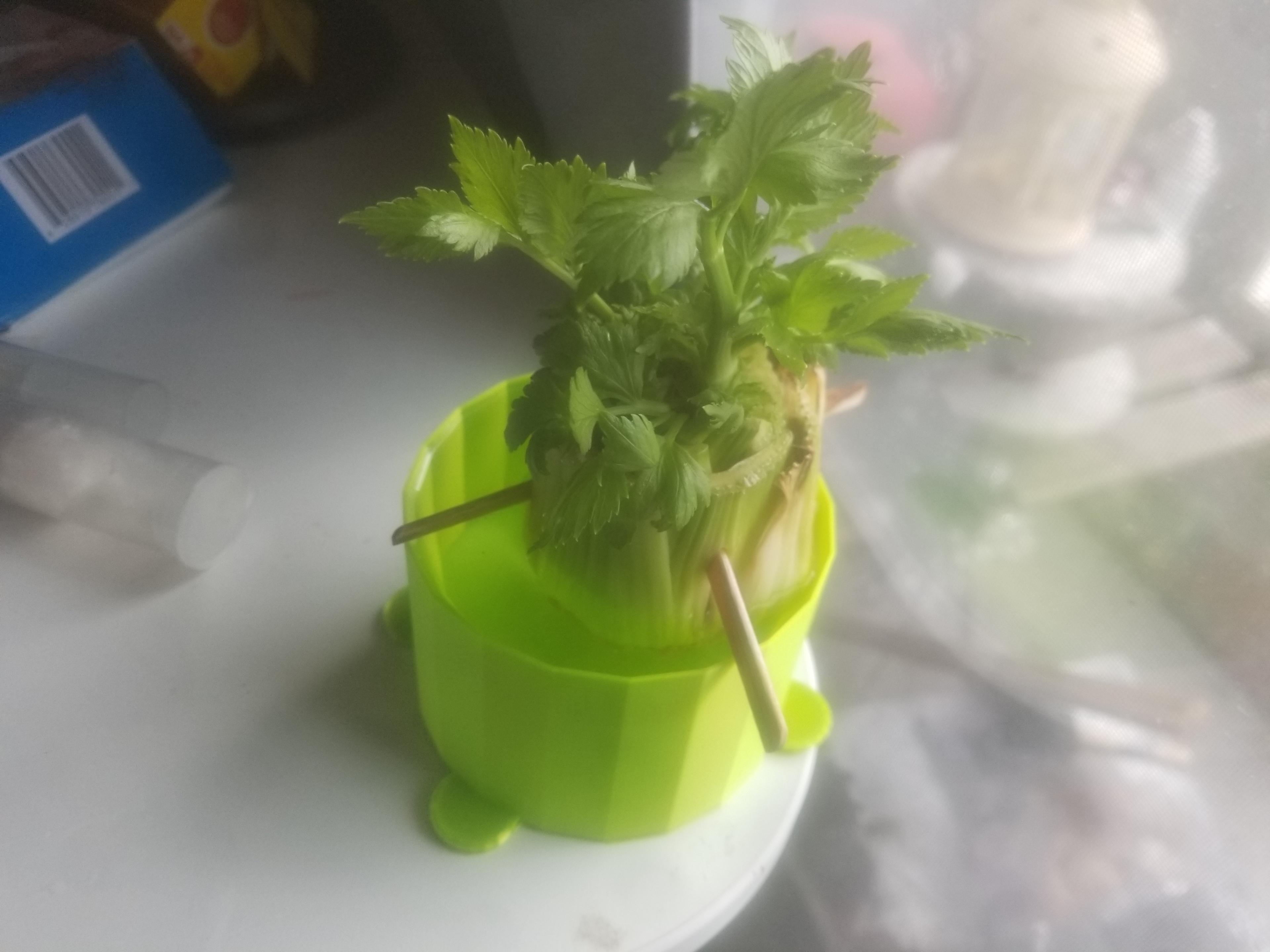 FHW: Celery cup v1 - This is Fred and its in a Silk Lime From Polymaker, Fred likes its planter. - 3d model