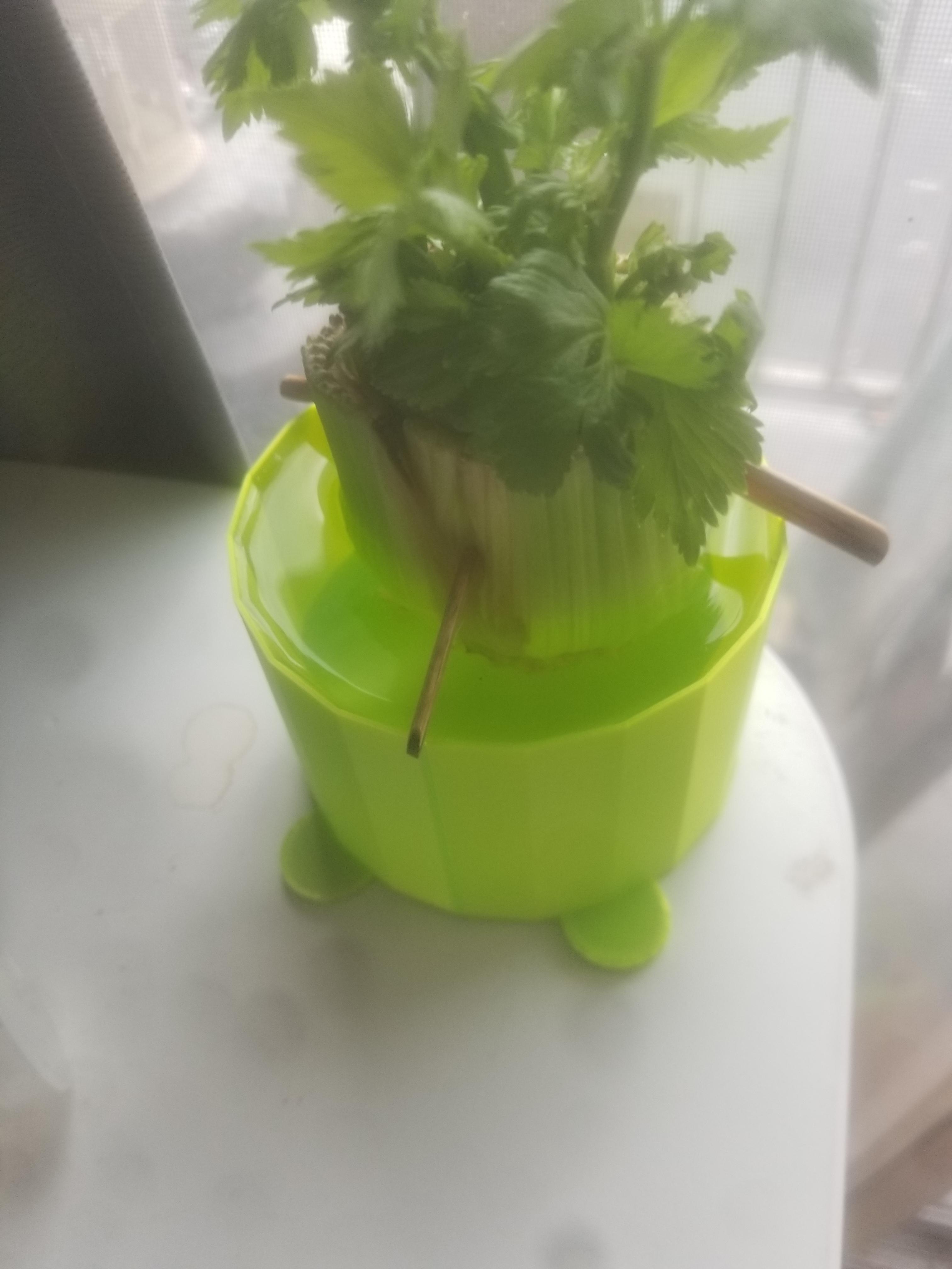FHW: Celery cup v1 - This is Fred and its in a Silk Lime From Polymaker, Fred likes its planter. - 3d model