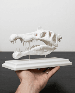 Spinosaurus Skull Replica with Display Stand 3d model