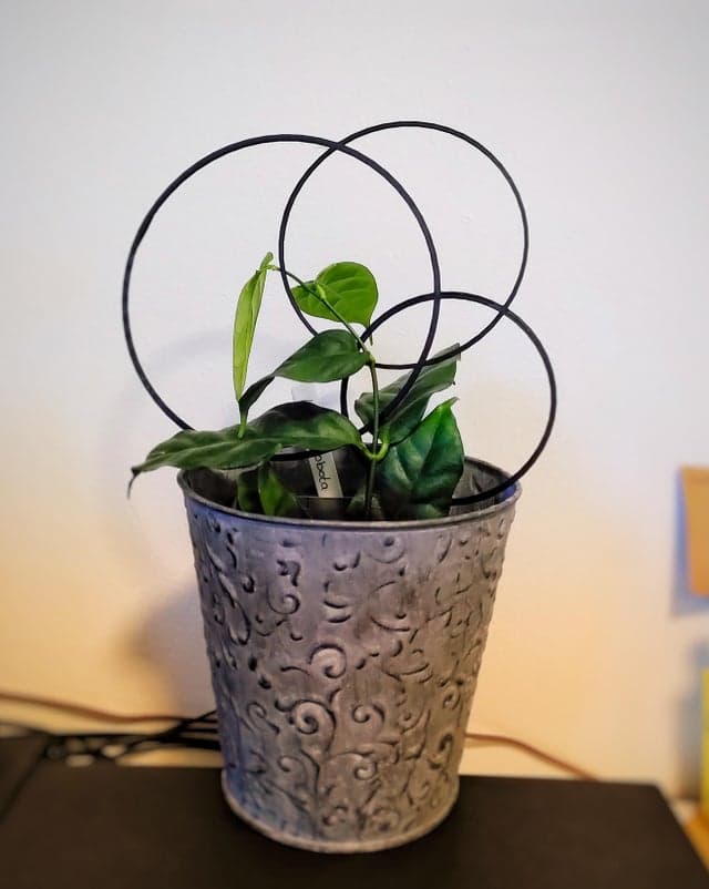 venn trellis 3d model