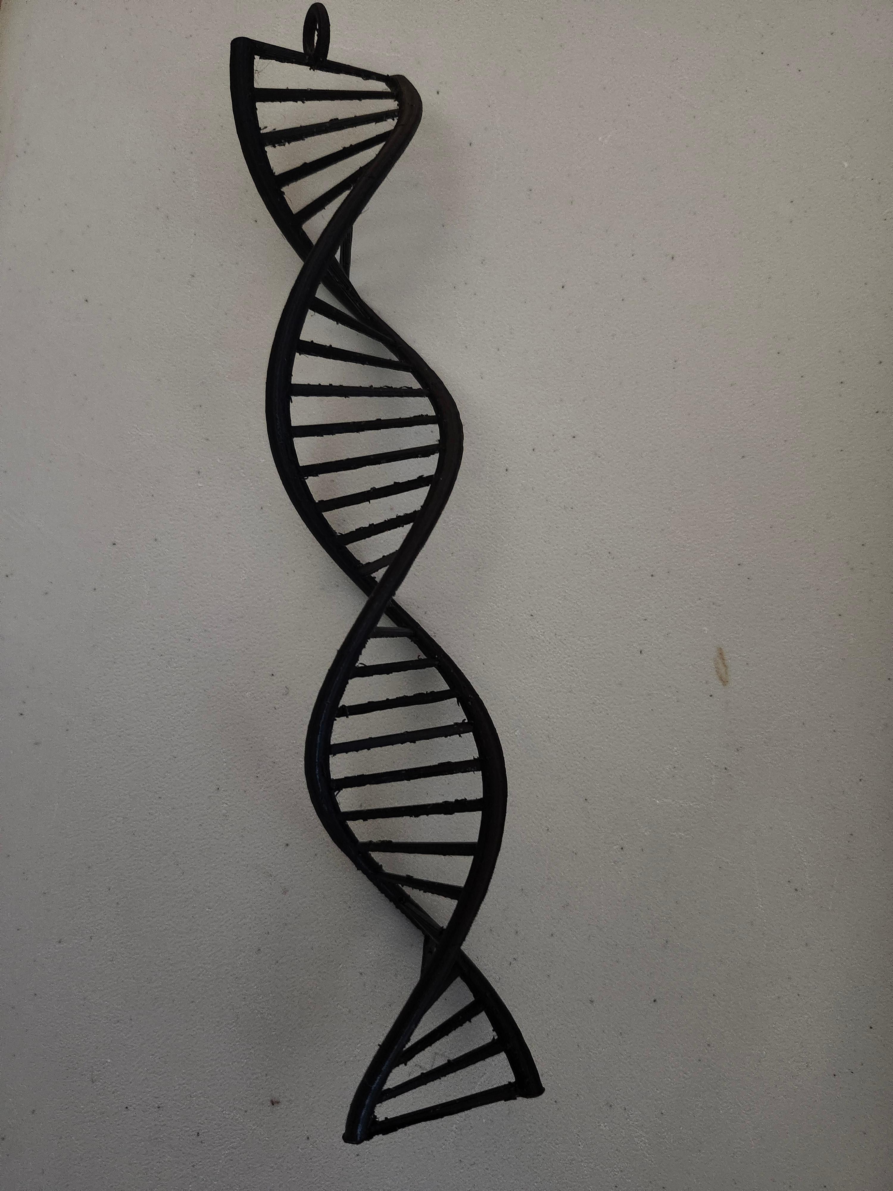 DNA 3d model