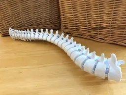 Flexible Spine Model with Display Stand 3d model
