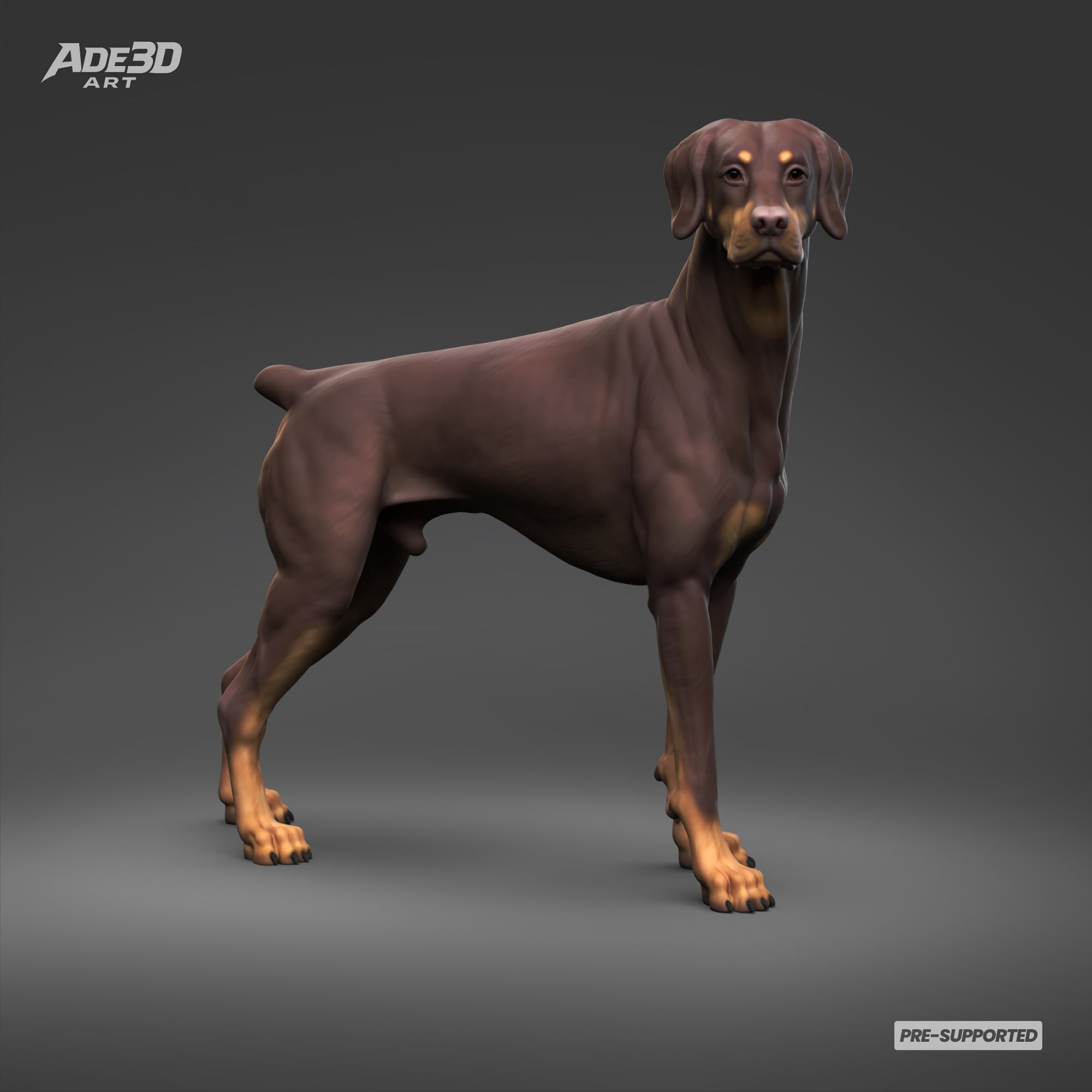 Doberman Pinscher Natural Ears Docked Tail 3D Print Pose 05 3d model
