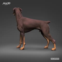 Doberman Pinscher Natural Ears Docked Tail 3D Print Pose 05 3d model