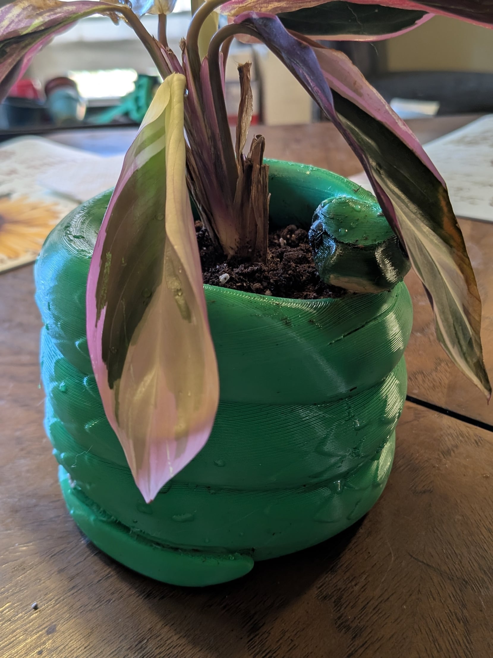 My son loves snakes and needed a small pot for his new plant, so this was a perfect fit. I scaled the model up a little, printed, painted the face, and applied a clear coat to keep the paint from running. Turned out adorable and he loves it!