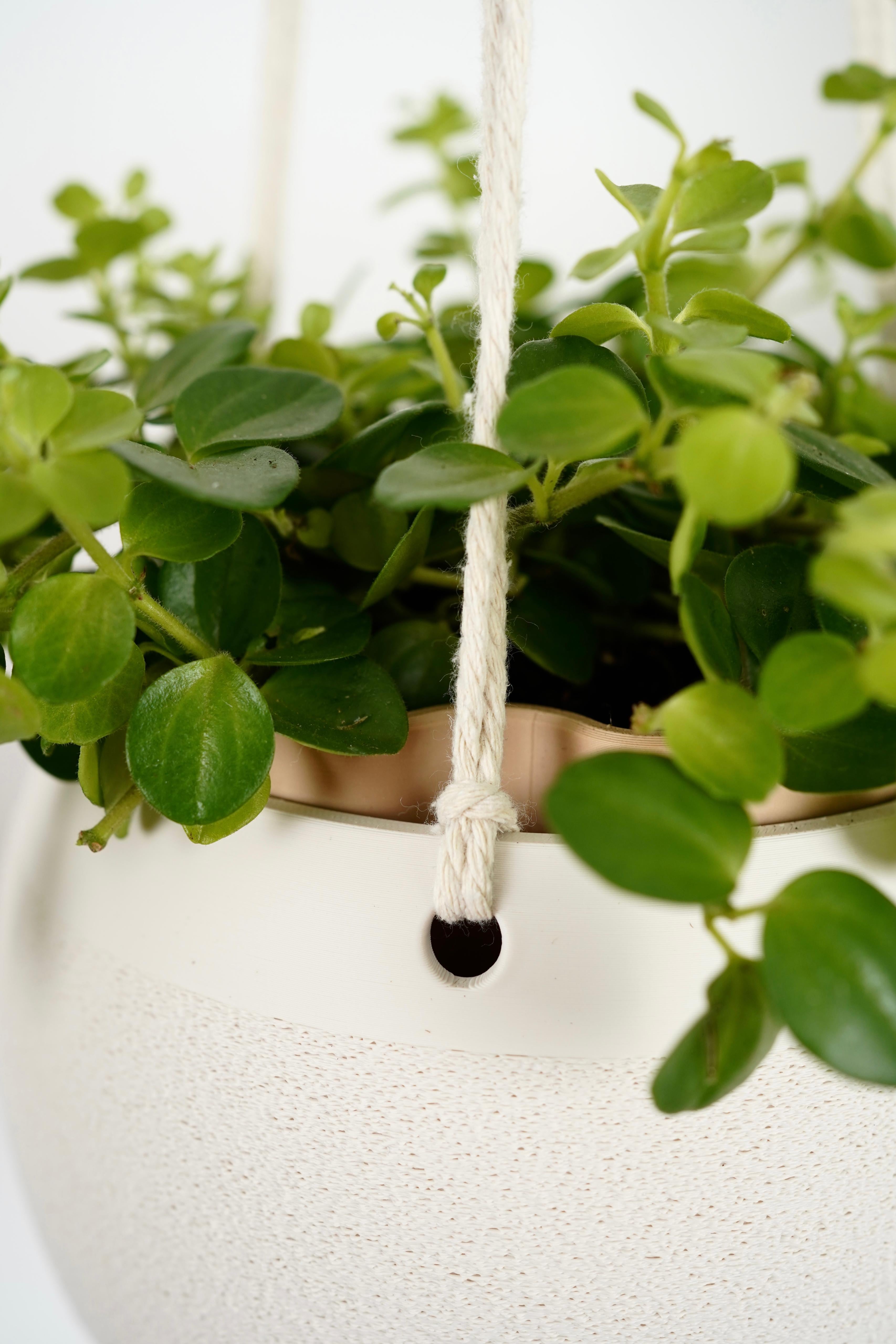 COCOS Hanging Planter 3d model